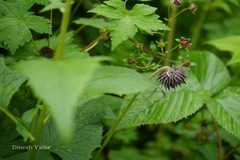 Saussurea auriculata